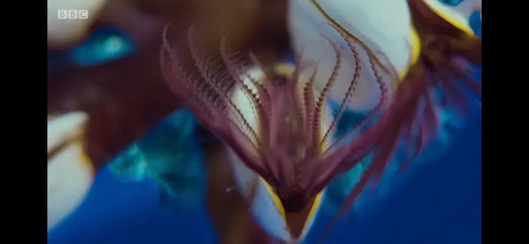 Goose barnacle sp. () as shown in Blue Planet II - Big Blue